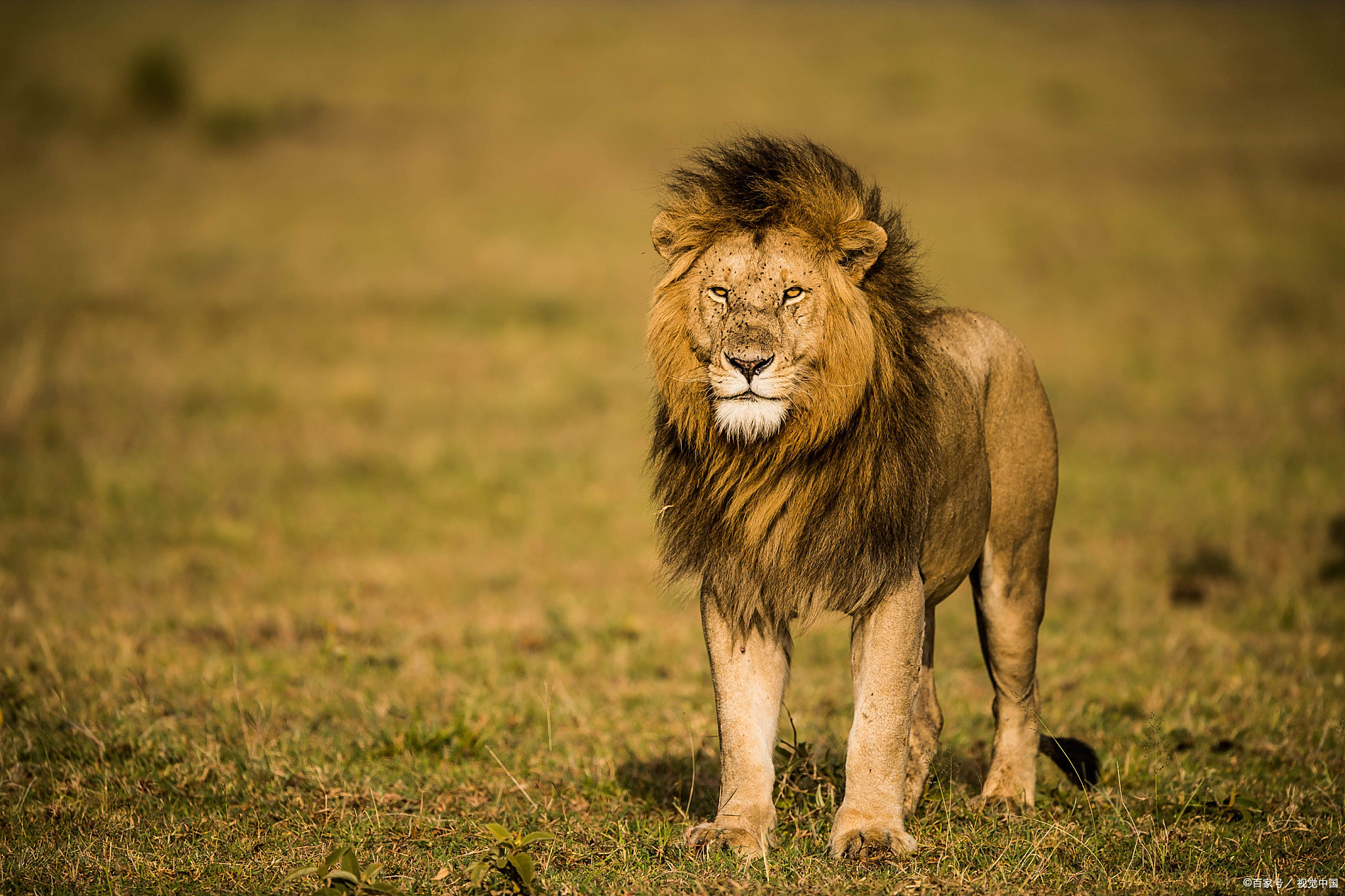 欧超杯赛前走向成谜，本菲卡队长鼓劲，质疑声仍在，更衣室氛围转暖(本菲卡vs吉马良斯赛果)